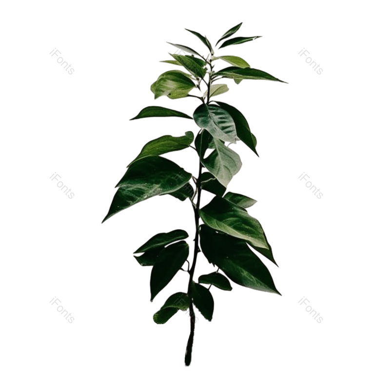 叶子图片,户外元素,摄影PNG,白色免抠素材